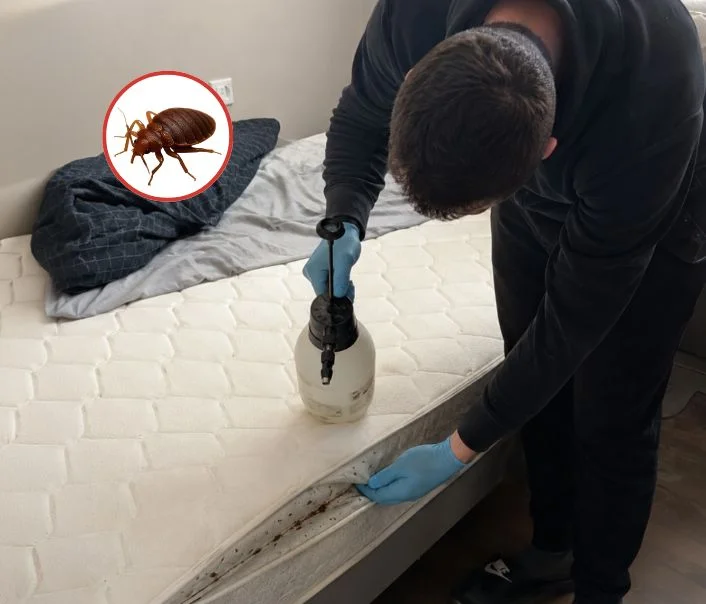 Technicien traitant un matelas contre les punaises de lit à Noisy-sur-Oise
